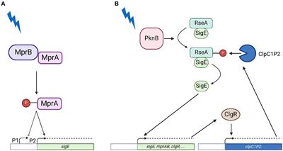 Structure of the SigE regulatory network in Mycobacterium tuberculosis